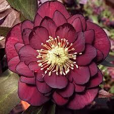 № 103  Quintessa Ruby